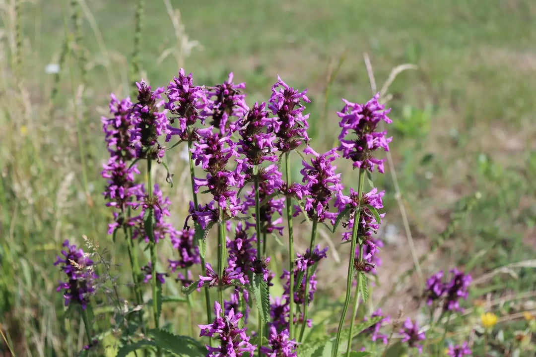 Low Growing 80:20 Wildflower Seed