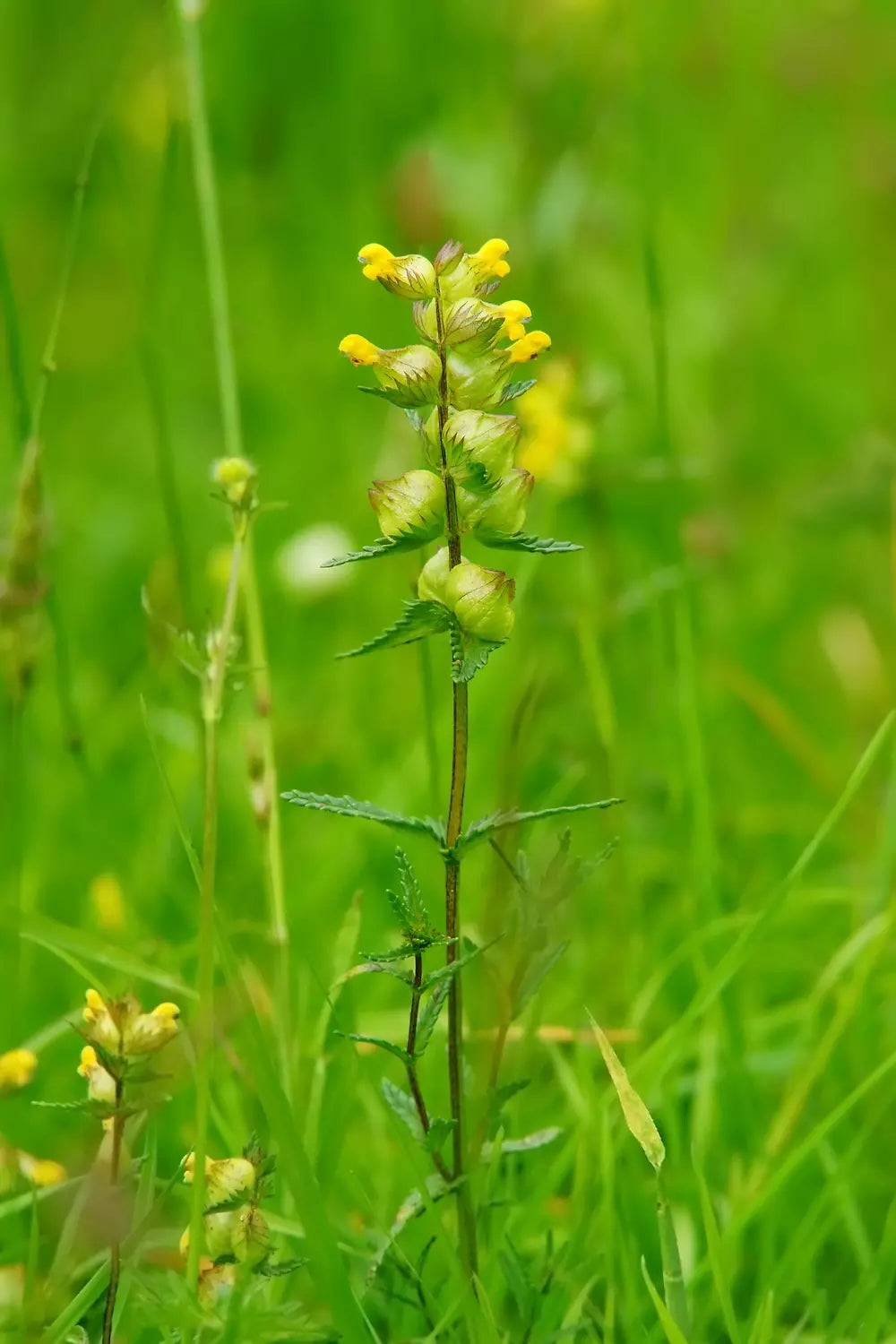 Low Growing 80:20 Wildflower Seed