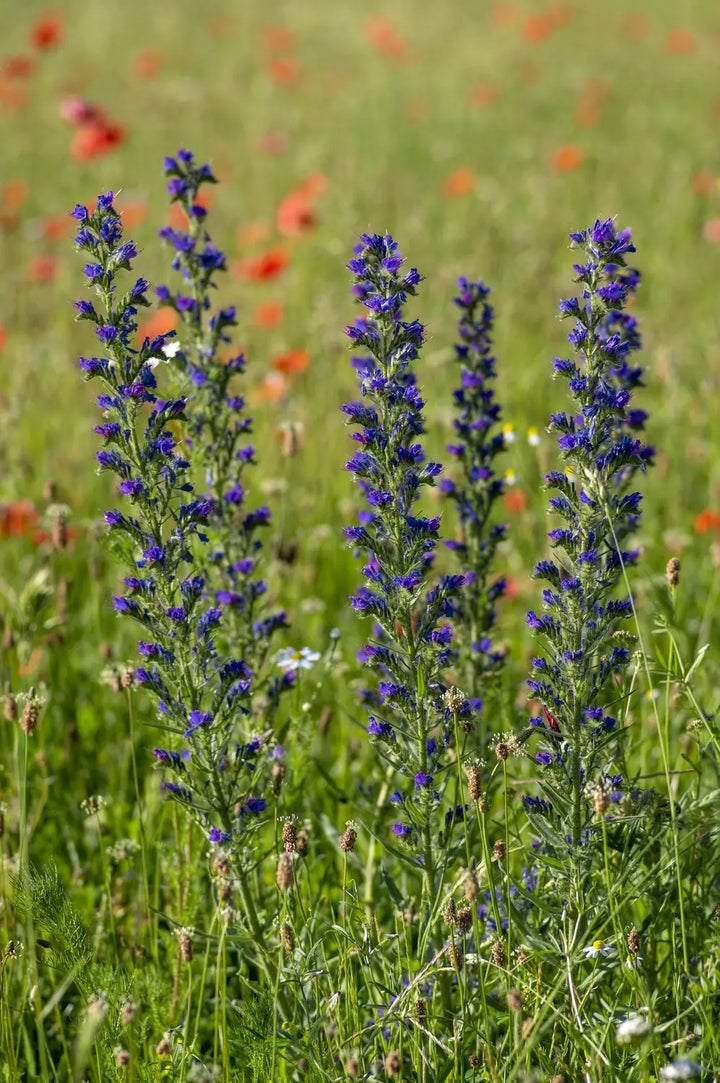 Tall Wildflower 80:20 Seed Mixture