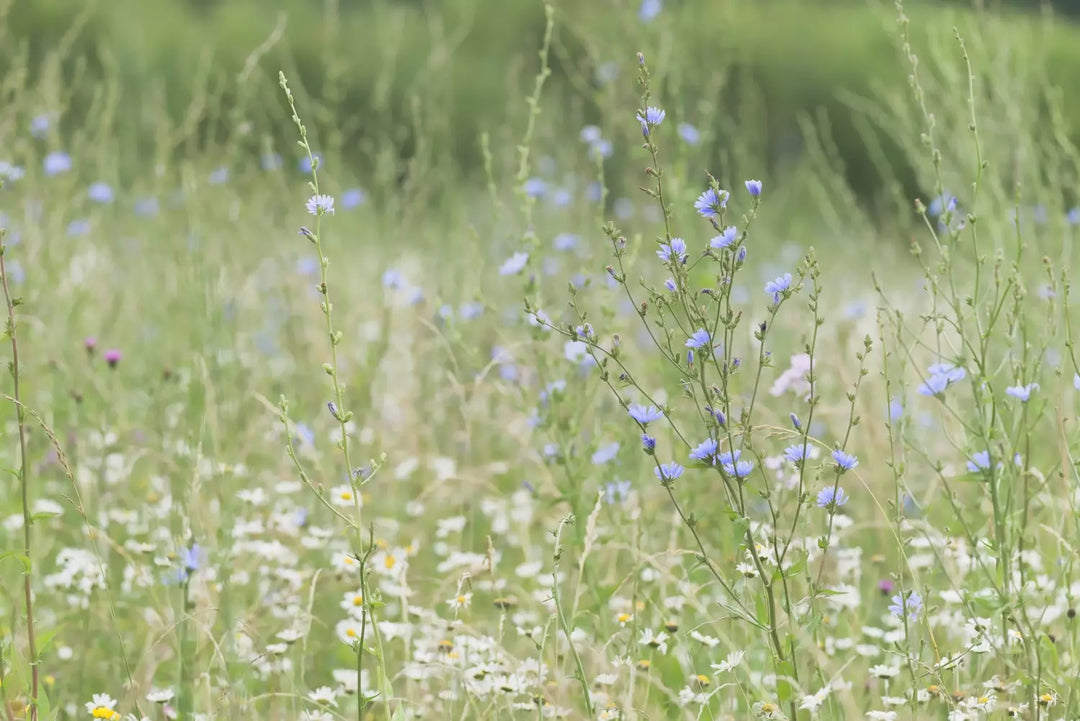 Tall Wildflower 80:20 Seed Mixture