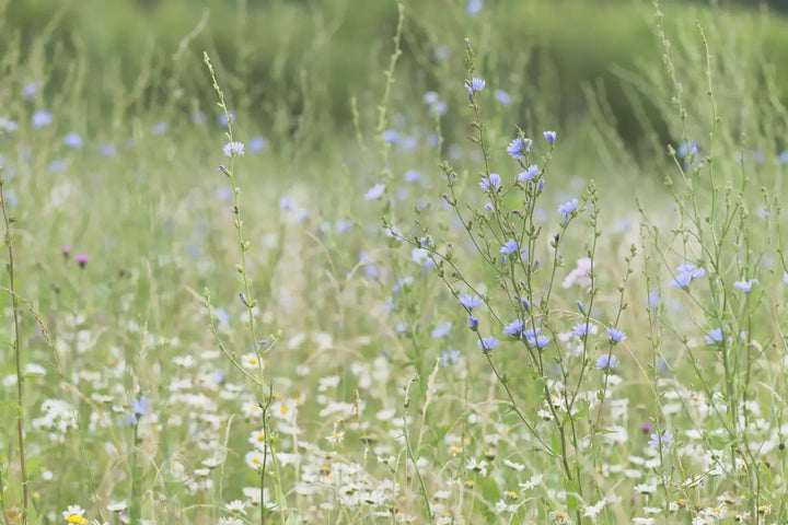 Tall Wildflower 80:20 Seed Mixture