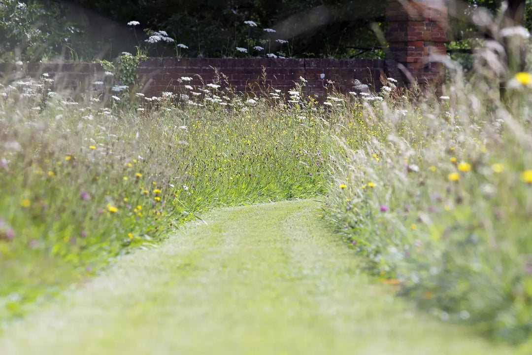 tall wildflower meadow seed mixture
