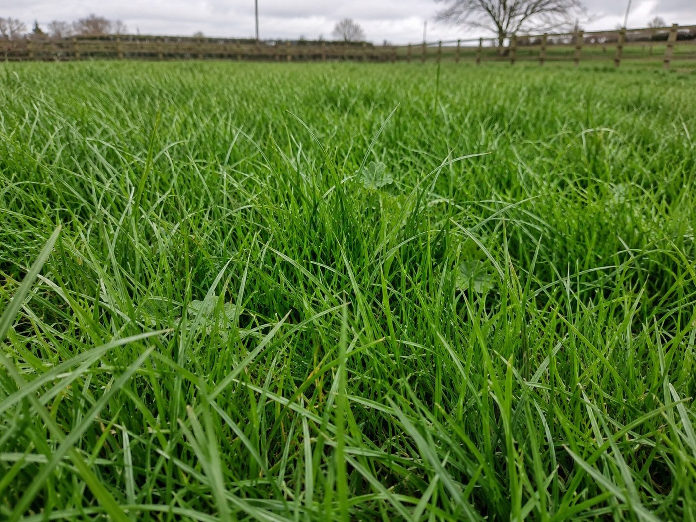 A dense, leafy ryegrass-based grazing sward in a paddock