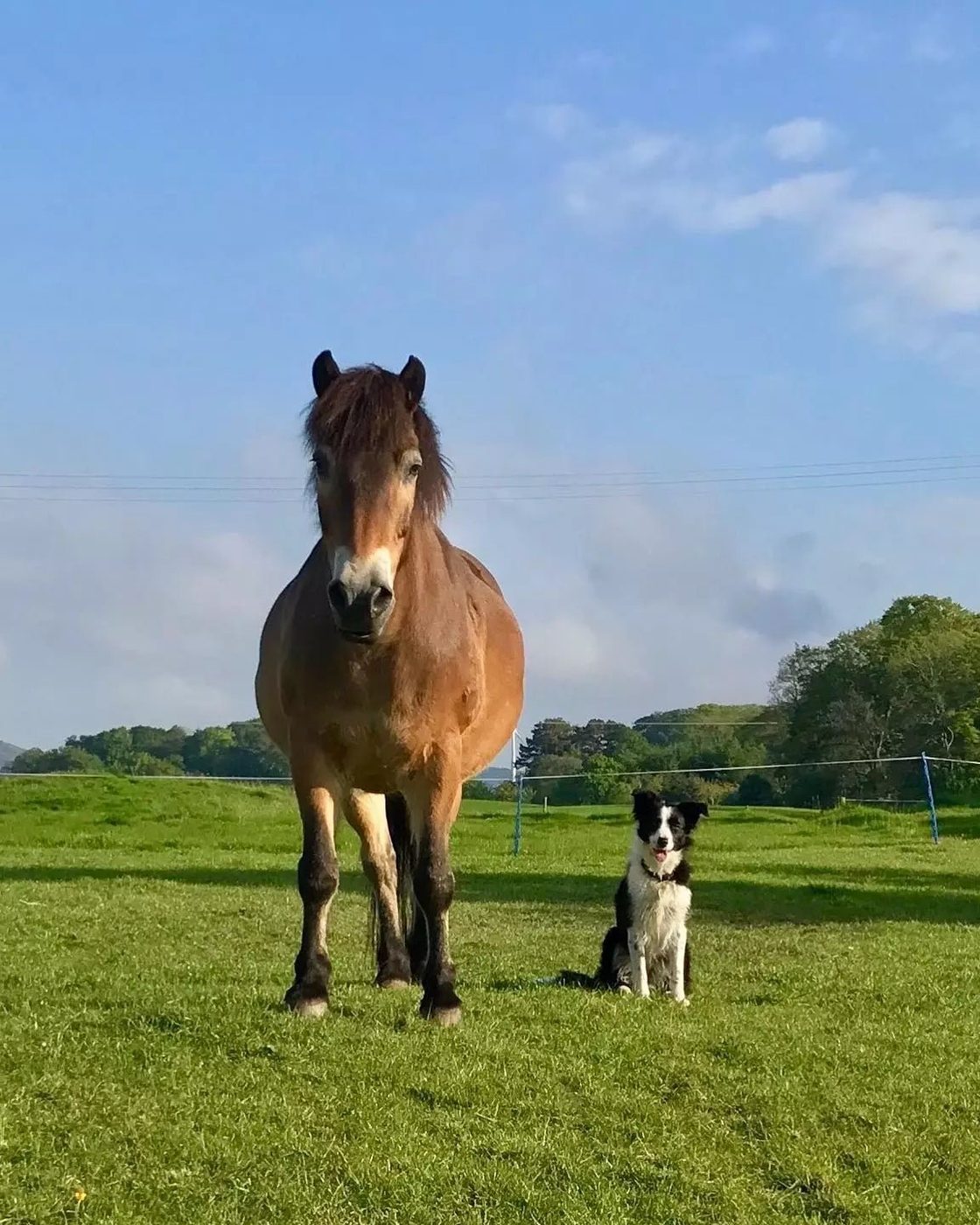 A horse and dog in a green paddock
