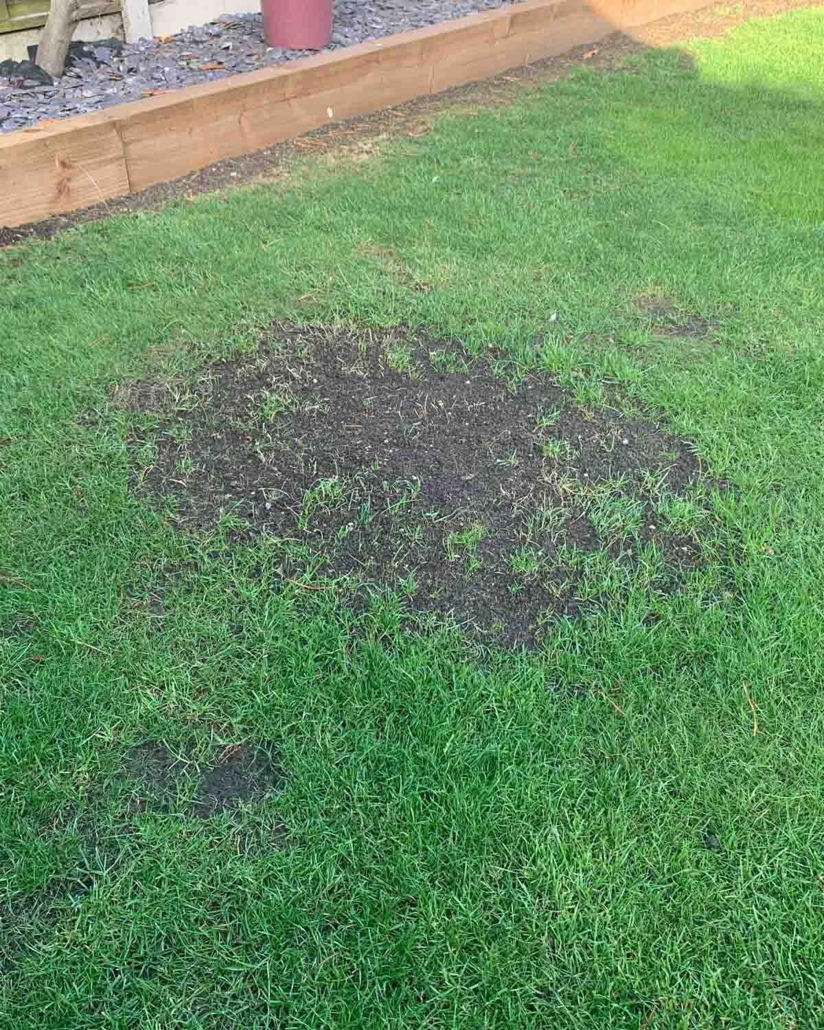 A lawn patch raked back and reseeded