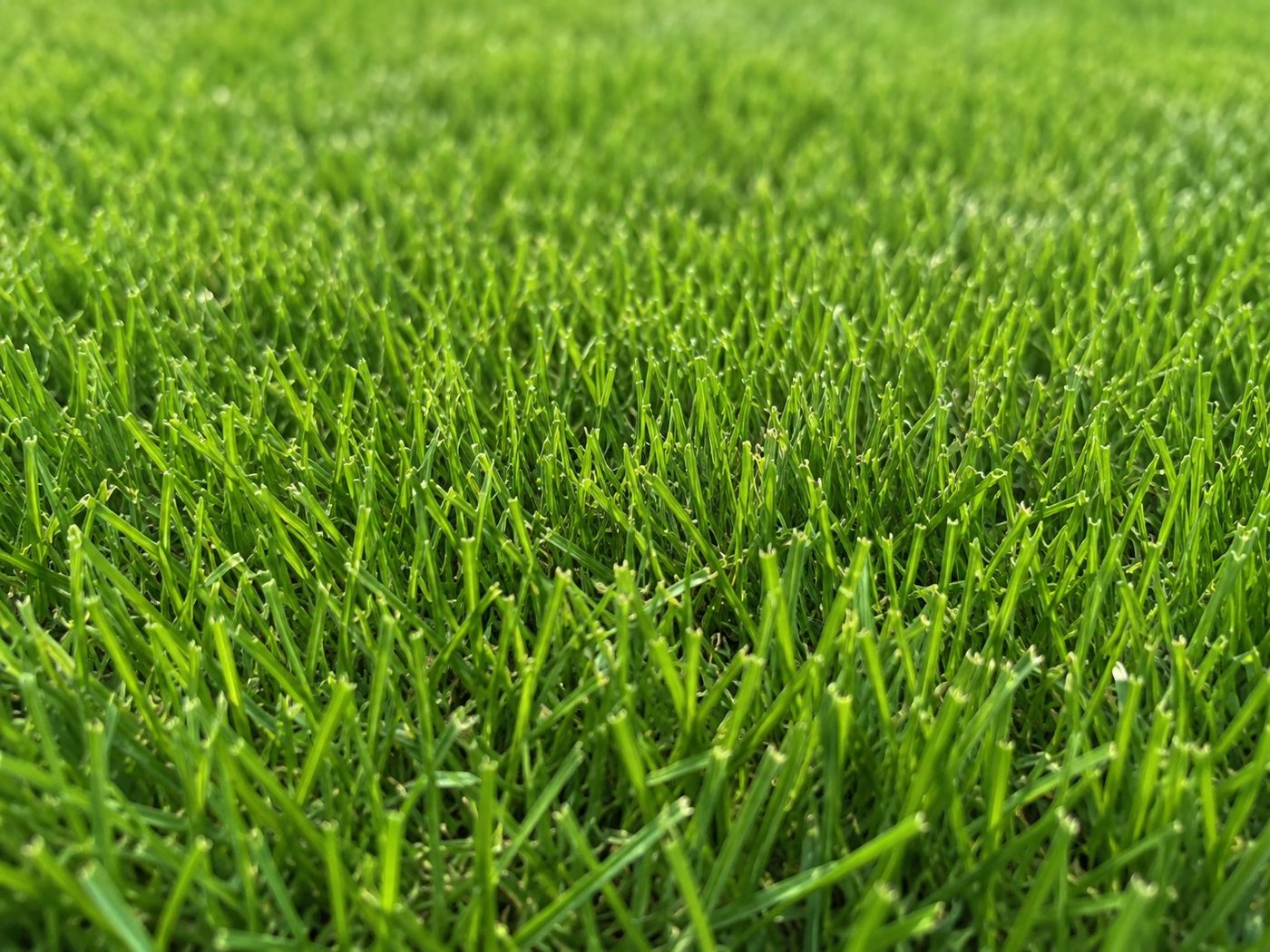 Dense, even green turf knitting together with no bare patches