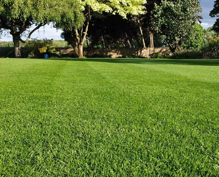 Lush hard wearing lawn