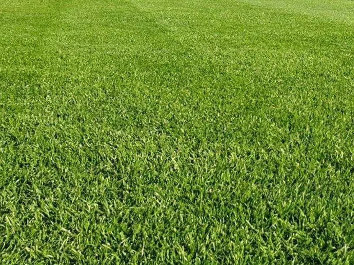 Close-up of a dense green lawn