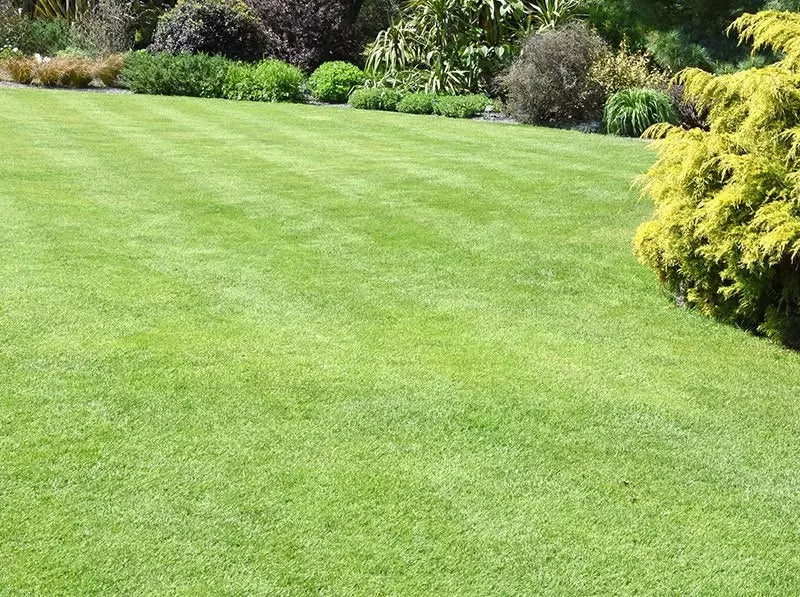 Healthy value lawn