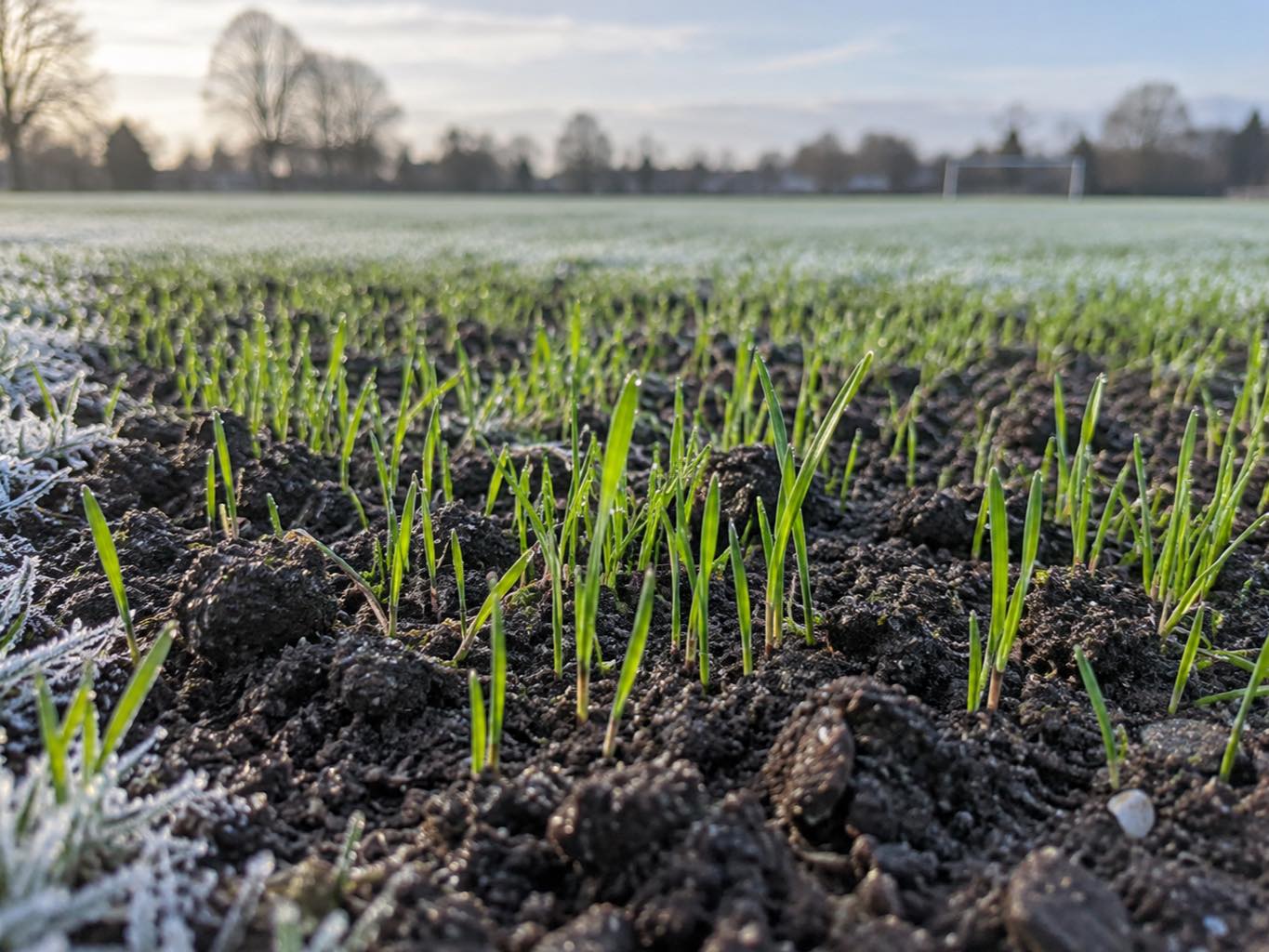 Young ryegrass shoots emerging through cold, moist soil