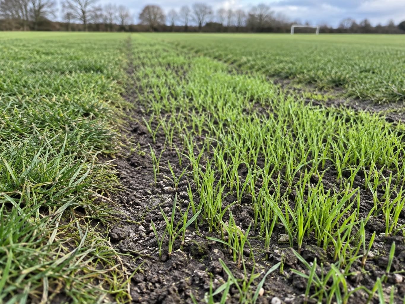Ryegrass seedlings filling a worn strip of sports turf