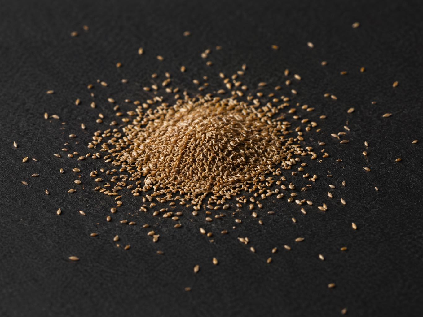 Very fine browntop bent seed on a plain dark surface