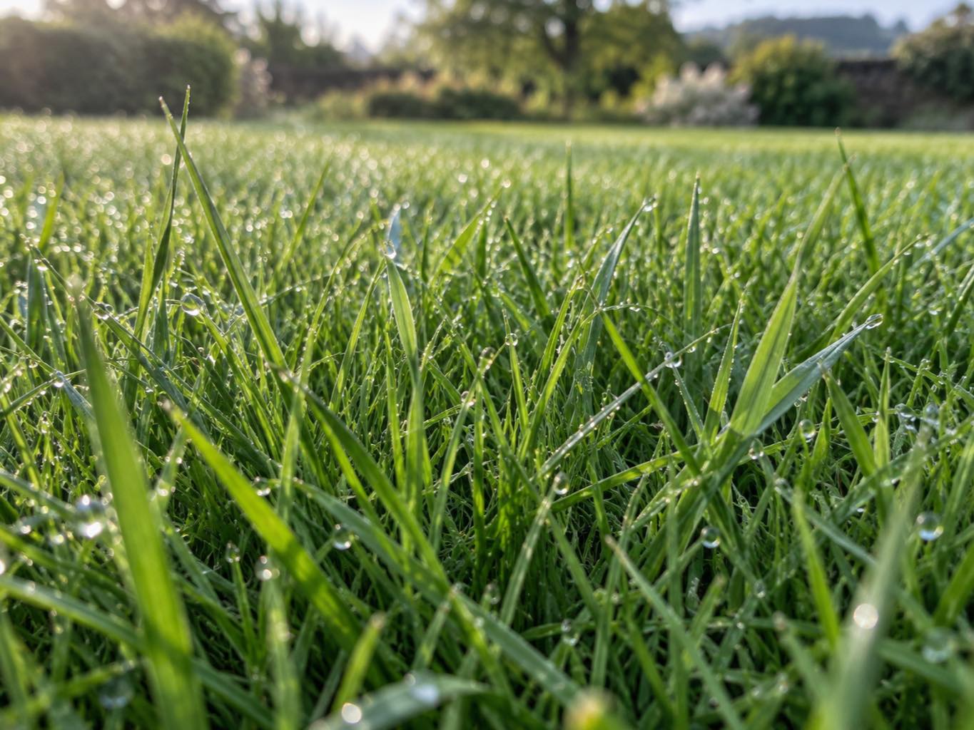 Fine fescue blades woven among broader ryegrass blades