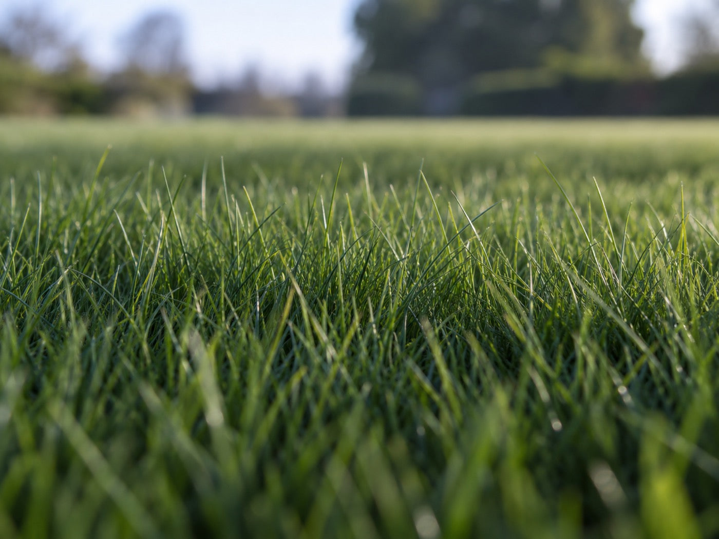 Extremely fine fescue blades packed densely together
