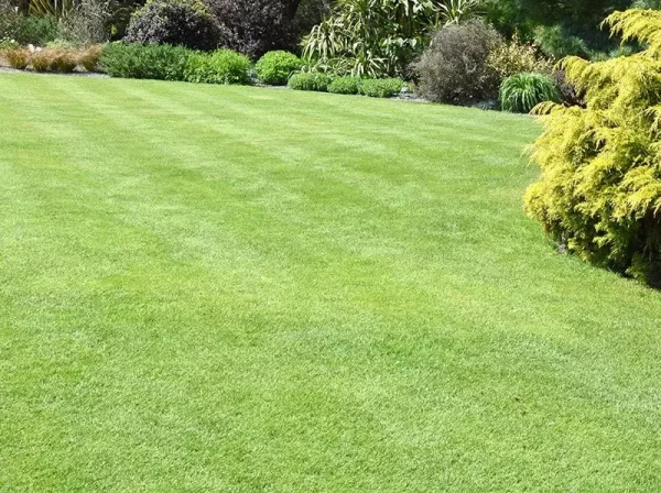 Lawn covered in green grass