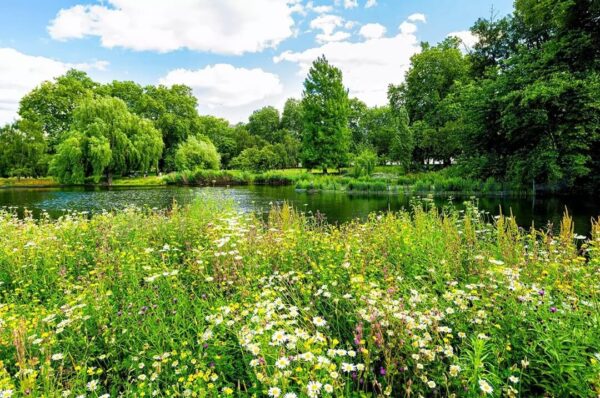 Wildflowers and river