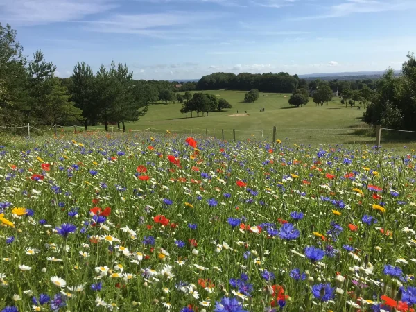 A field of wildflowers.