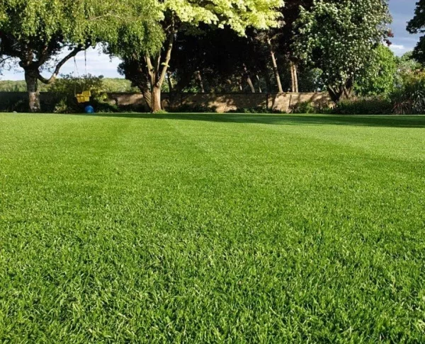 Close up of grass in a garden