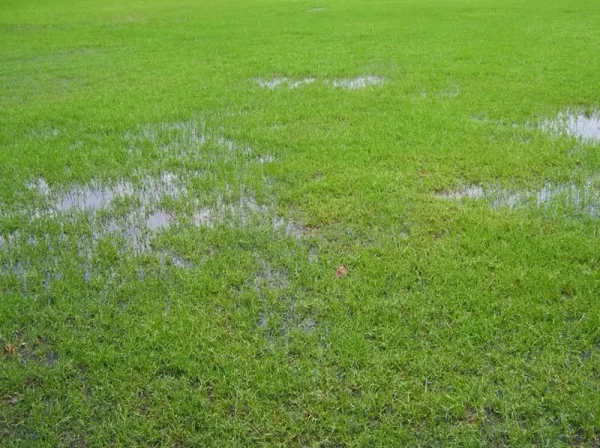 Lawn with puddles in it.