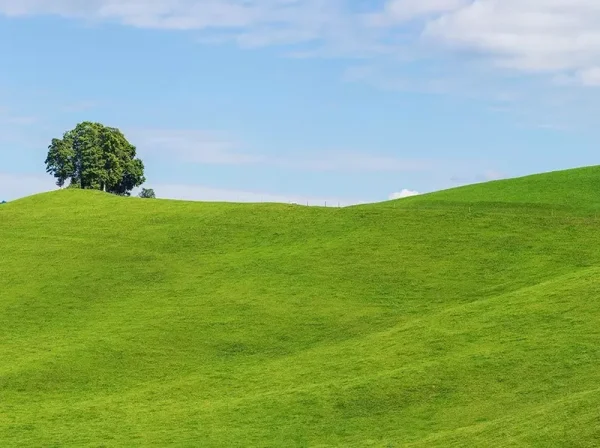 Embankment grass. Blue sky.