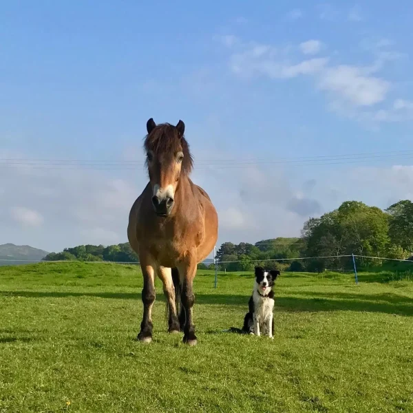 A horse and dog in a horse paddock. Lots of green grass and blue sky.