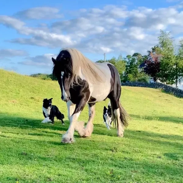 A horse and dog running round a horse paddock. Lots of green grass and blue sky.