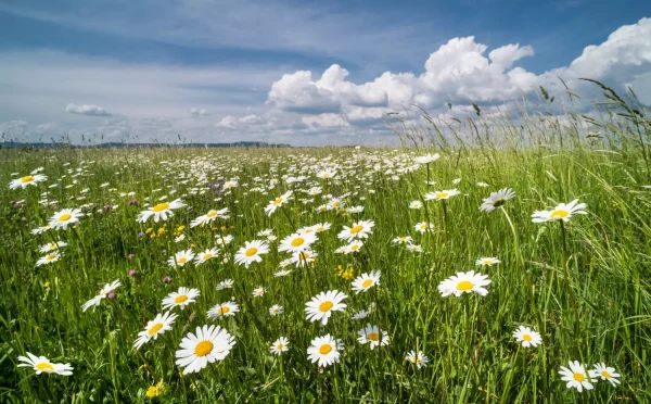 A field full of Oxeye daises. Blue sky with white clouds.