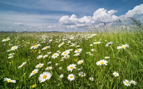 A field full of wildflower daises. Blue sky with white clouds.