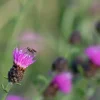 A close up of a Common Knapweed with a fly on top.