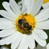 A close up of a bee on the pistil of an Oxeye Daisy