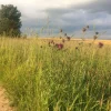 A few Greater Knapweed flowers in the countryside with a tree in the background.