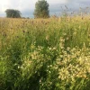 A field of yellow and purple wildflowers