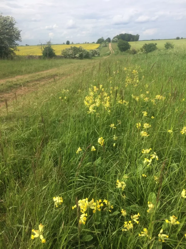 Cowslip in a field in the countryside.