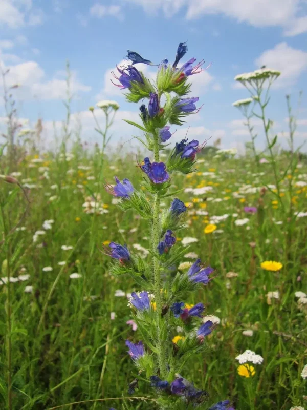 Vipers Bugloss surrounded by other wildflowers.