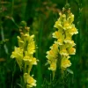 Close up of two Common Toadflax wildflowers. Greenery in the background.