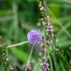 Purple wildflower