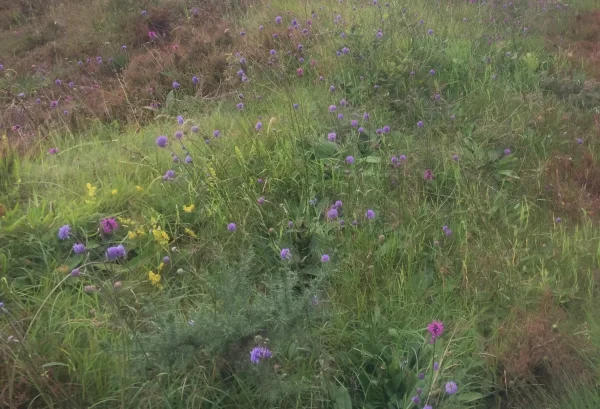 Wildflower meadow with purple and yellow wildflowers.