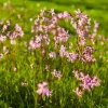 Close up of Ragged Robin with grass in the background.