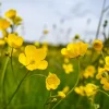 Close up of Meadow Buttercups in a field.