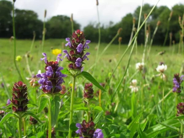 Selfheal plant in a field.