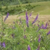 Tufted Vetch in a field.