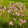 Ragged Robin in a grass field.