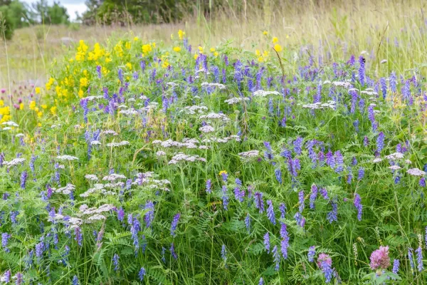 A collection of wildflowers in a meadow