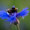 A bee on a cornflower