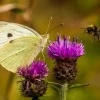 A butterfly and bee flying around a Greater Knapweed