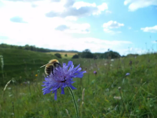 A close up of a bee on a cornflower.