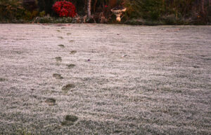 Footprints in frost