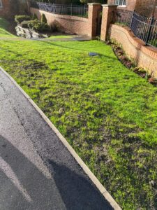 Grass seed germinating in February