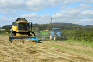 Grass Seed Harvesting