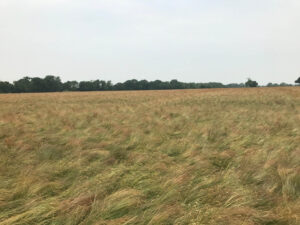 Red Fescue Crop